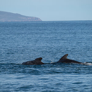 DSC_0779.jpg