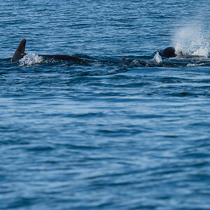 DSC_0786.jpg