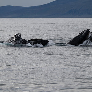 DSC_1556.jpg