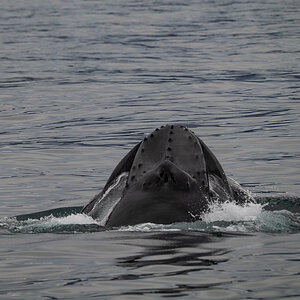 DSC_1911.jpg