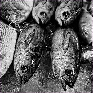 comp_2fish-lumi.jpg