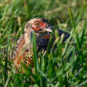 NZ9_6102_Fasanenjunghahn gut versteckt im Gras_IA_8_2025.jpg