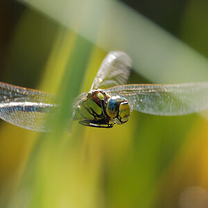 N9187785nikon.jpg