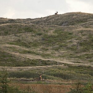 Platz- und Beihirsch