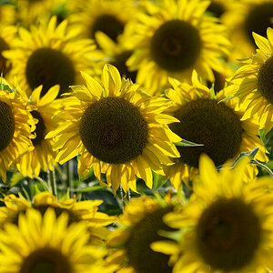 Lichtblick Sonnenblumen