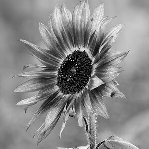 _DSC0864_DxOHAxl_SW_1.jpg