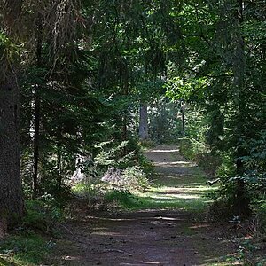 Waldweg.jpg