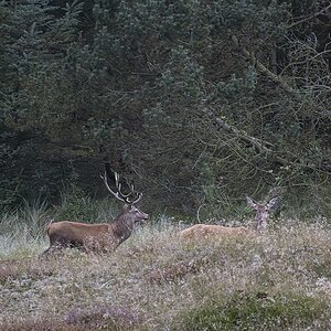 Hirsch mit Tier