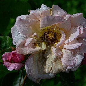 Rose.jpg