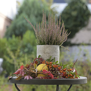 Herbst_ZF11087_15x15x150.jpg