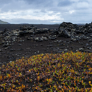 DSC_0563.jpg
