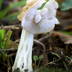 Pilz1.jpg