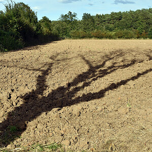 baum_schatten.jpg