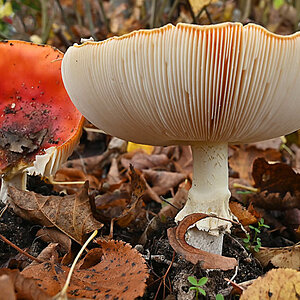 Fliegenpilz 5.jpg