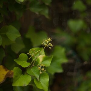 Efeu1 Pentacon.jpg