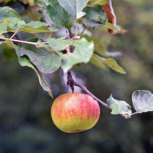 apfel.jpg