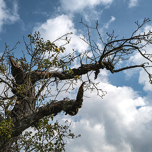 Apfelbaum.jpg