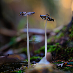 _DSC5181-Bearbeitet.jpg