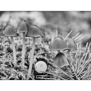 PilzDSC_3085.jpg