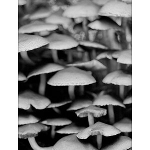 PilzDSC_3149.jpg