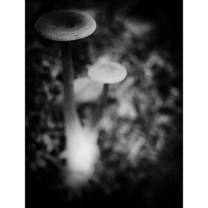 PilzDSC_3159.jpg