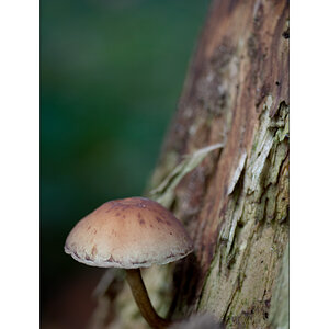 PilzDSC_3174.jpg