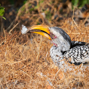2025-09-23 009 Southern Yellow-billed Hornbill_2.jpg