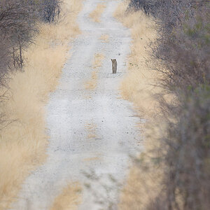 2025-09-27 092 Leopard_1.jpg