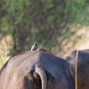 2025-09-29 012 Yellow-billed Oxpecker_1.jpg