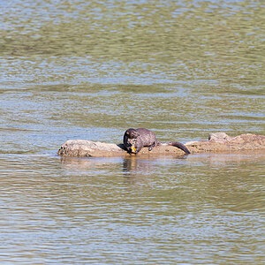 2025-09-30 002 African Clawless Otter_1.jpg