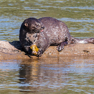 2025-09-30 002 African Clawless Otter_2.jpg