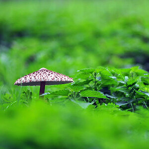 pilz.jpg