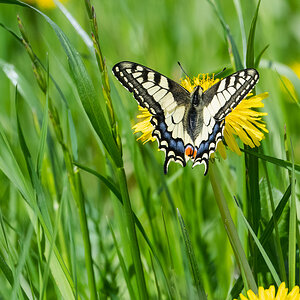 SchwalbenschwanzWiese.jpg