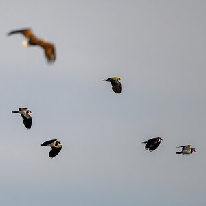 NZ9_8681_Seeadler sorgt für Aufregeung bei Kiebitzens_IA_9_2025.jpg