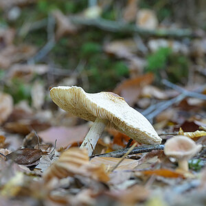 Pilze_ZF11117_15x7x150.jpg