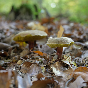 Pilze_ZF11122_15x10x150.jpg