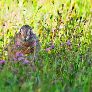 Junger Hase-1.jpg