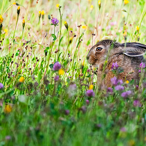 Junger Hase-2.jpg