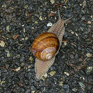 Weinbergschnecke.jpg