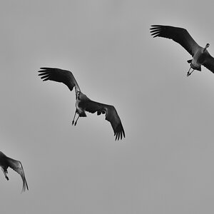 WKZ_1787_NF.JPG