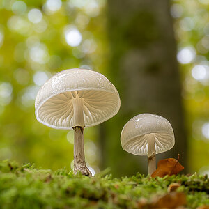 Buchenschleimrüblinge im Georgenborner Nonnenwald