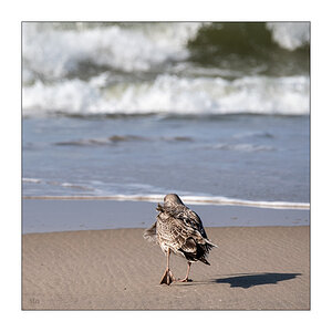 275/365 Joan Baez – Catch The Wind © 2025 Sabine Lommatzsch