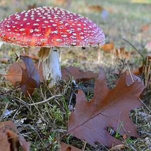 Fliegenpilz 7.jpg