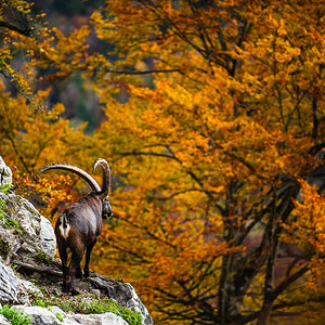 SteinbockHerbstpracht.jpg
