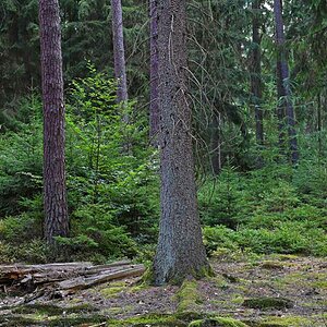 Naturverjüngung im Schooten.jpg