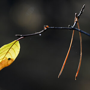 Blatt und nadel.jpg
