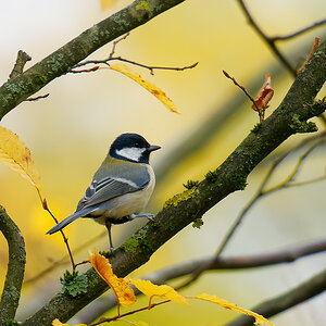 NA210136nikon-1.jpg