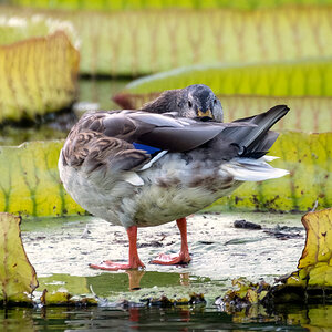 270°-Ente