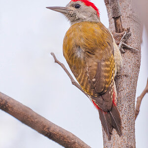 African Grey Woodpecker.jpg