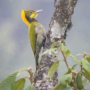 Greater Yellownape.jpg